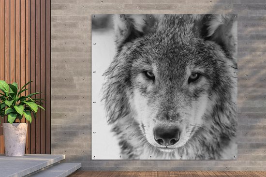 Poster de Jardin Loup en hiver en noir et blanc - 200x200 cm - Toile jardin - Poster extérieur