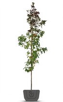 Liquidambar styraciflua Worplesdon | Amberboom | Stamomtrek: 10-12 cm