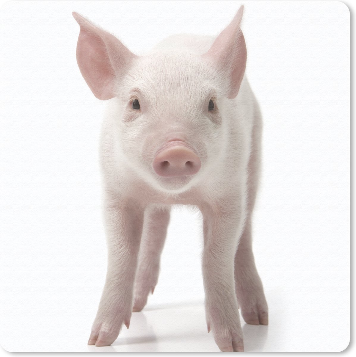 Muismat 20x20 cm - Mousepad Varken - Dieren - Wit - Muismatten