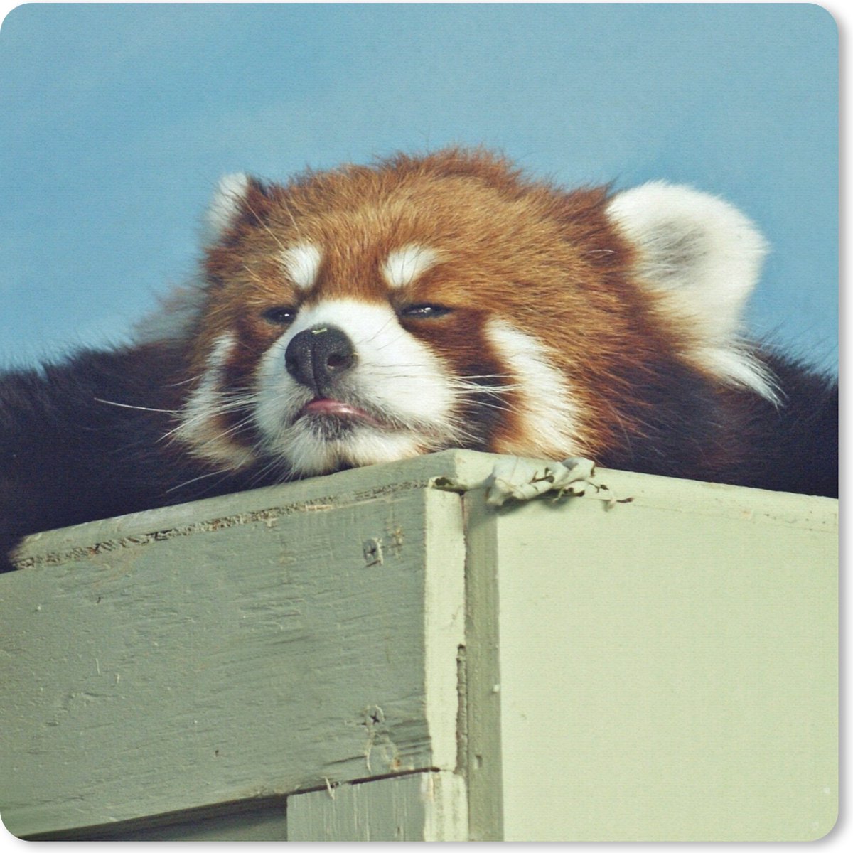 Muismat 30x30 cm - Mousepad Panda - Hout - Rood - Muismatten