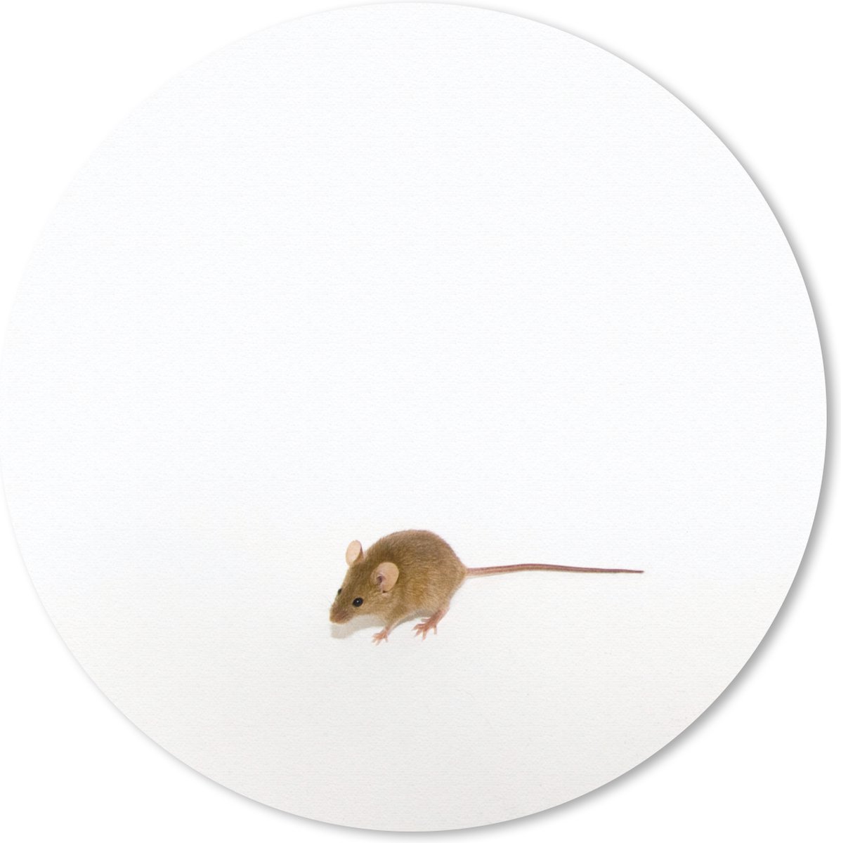 Muismat rond 40x40 cm - Mousepad Muis - Dieren - Wit - Ronde muismatten