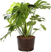 Plant in hydrocultuur systeem van Botanicly: Gatenplant met weinig onderhoud – Hoogte: 75 cm – Monstera Deliciosa