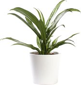 Plant in hydrocultuur systeem van Botanicly: Aglaonema met weinig onderhoud – in wit kleurig hydrocultuur sierpot – Hoogte: 35 cm – Aglaonema commutatum Cutlass