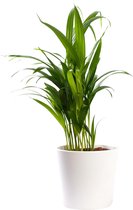 Plant in hydrocultuur systeem van Botanicly: Goudpalm met weinig onderhoud – in wit kleurig hydrocultuur sierpot – Hoogte: 25 cm – Areca dypsis lutescens