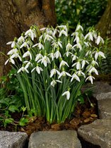 200x Galanthus 'Galanthus elwesii'  bloembollen met bloeigarantie