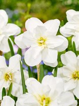 20x Narcissen 'Albus plenus odoratus'  bloembollen met bloeigarantie