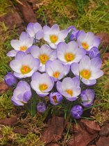 200x Crocus 'Blue pearl chrysanthus'  bloembollen met bloeigarantie