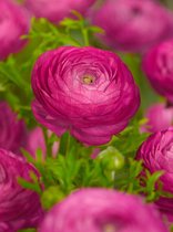 100x Ranunculus 'Ranunculus pink'  bloembollen met bloeigarantie