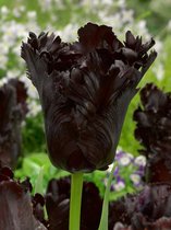 200x Tulpen 'Black parrot'  bloembollen met bloeigarantie