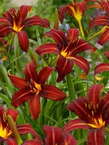 40x Daglelies 'Hemerocallis autumn red'  bloembollen met bloeigarantie