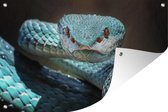 Tuindecoratie Blauwe slang met indringende blik - 60x40 cm - Tuinposter - Tuindoek - Buitenposter