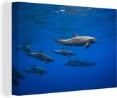 École des dauphins nageant dans l'eau 30x20 cm - petit - Tirage photo sur toile (Décoration murale salon / chambre)