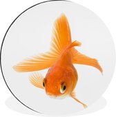 Poisson rouge nageant sur fond blanc Cercle mural aluminium ⌀ 120 cm - Tirage photo sur cercle mural / cercle vivant / cercle de jardin (décoration murale) XXL / Groot format!
