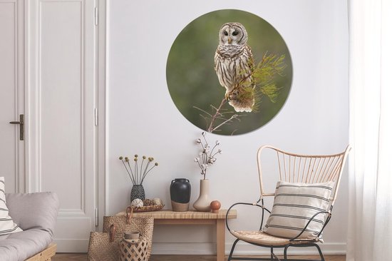 WallCircle - Wall Circle - Wall Circle Indoor - Hibou - Vogel - Branche - 140x140 cm - Décoration murale - Peintures Ronds