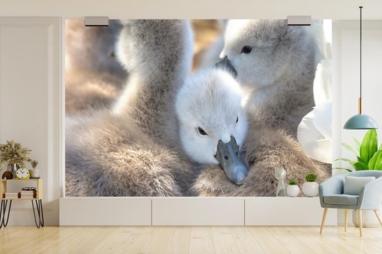 Papier peint Papier peint photo vinyle - Câlins bébés cygnes largeur 360 cm x hauteur 240 cm - Tirage photo sur papier peint (disponible en 7 tailles)