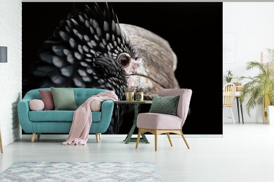 Papier peint photo peint photo vinyle - Calao à oreilles argentées gros plan sur fond noir largeur 360 cm x hauteur 240 cm - Tirage photo sur papier peint (disponible en 7 tailles)