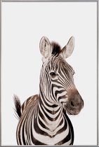 JUNIQE - Poster met kunststof lijst Zebra -30x45 /Wit & Zwart