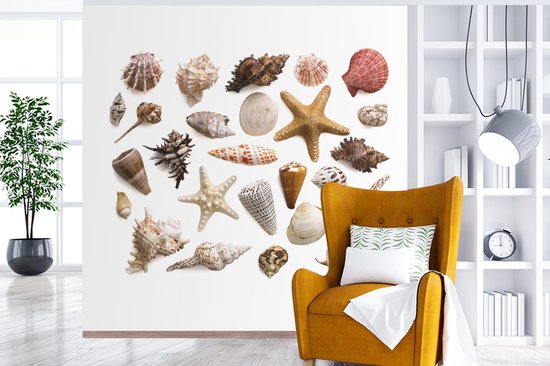 Sélection de coquillages et de fotobehang étoiles de mer