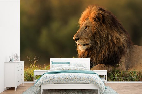 Papier peint photo peint photo Lion - nieuw - lion dans la lumière du matin fotobehang vinyle largeur 420 cm x hauteur 280 cm - Impression photo sur papier peint vinyle (existe en 7 tailles) - chambre/salon/bureau