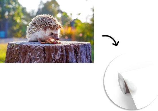 Papier peint photo peint vinyle - Manger hérisson largeur 330 cm x hauteur 220 cm - Tirage photo sur papier peint (disponible en 7 tailles)