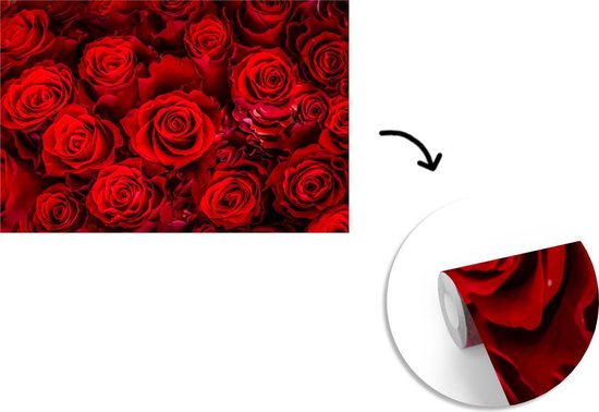 Papier peint photo peint photo vinyle - Roses rouges en fleurs largeur 420 cm x hauteur 280 cm - Tirage photo sur papier peint (disponible en 7 tailles)