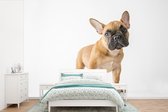 Behang - Fotobehang Franse Bulldog - Bruin - Wit - Breedte 420 cm x hoogte 280 cm