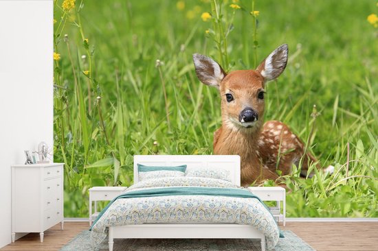 Papier peint photo peint photo vinyle - Jeune cerf couché dans l'herbe largeur 600 cm x hauteur 400 cm - Tirage photo sur papier peint (disponible en 7 tailles)
