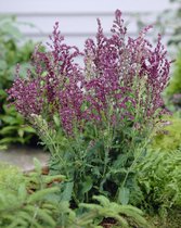 7x Vaste planten 'Salvia schwellenburg nemorosa'  bloembollen met bloeigarantie