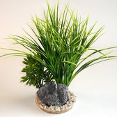 Sydeco Acorus rock 28CM