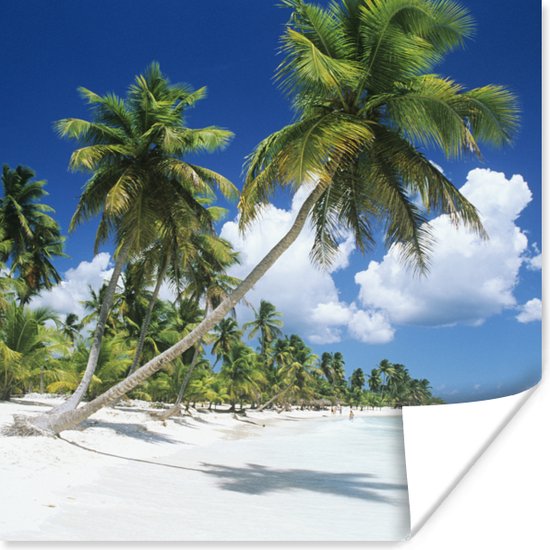 Affiche Plage - Palmier - Tropical - 75x75 cm