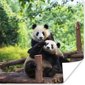 Spelende pandas Poster 50x50 cm - Foto print op Poster (wanddecoratie)