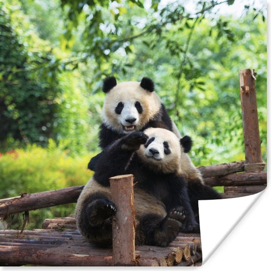 Spelende pandas Poster - Foto print op Poster (wanddecoratie)