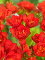 80x Freesia 'Freesia dubbel rood'  bloembollen met bloeigarantie