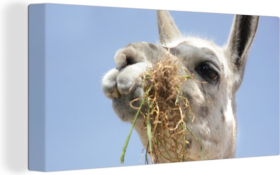 Tableau sur Toile Alpaga - Animal - Nourriture - 160x80 cm - Décoration murale