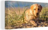 Canvas schilderij 160x80 cm - Wanddecoratie Labrador Retriever puppy ligt op de zandduinen - Muurdecoratie woonkamer - Slaapkamer decoratie - Kamer accessoires - Schilderijen