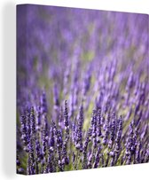 Tableau sur toile Gros plan d'un champ de lavande mauve - 20x20 cm - Décoration murale Art
