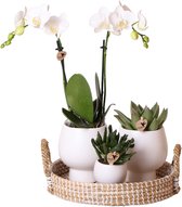 Complete Planten set Scandic white | Groene planten set met witte Phalaenopsis Orchidee en Succulenten incl. keramieken sierpotten