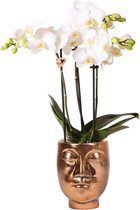 Kolibri Orchids | Witte Phalaenopsis orchidee – Amabilis + Face-2-face sierpot brons – potmaat Ø9cm – 40cm hoog | bloeiende kamerplant in bloempot - vers van de kweker