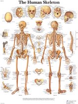 Skelet Poster - skeletmodel - modellichaam - lichaamskelet - geraamte - beenderen - demoskelet -