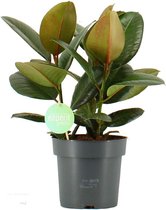 Kamerplant van Botanicly – Rubberboom – Hoogte: 60 cm – Ficus Elastica Robusta