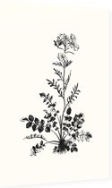 Pinksterbloem zwart-wit (Ladys Smock) - Foto op Dibond - 60 x 90 cm