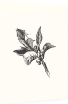 Ilex Opaca zwart-wit (Holly Berries) - Foto op Dibond - 60 x 80 cm
