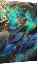 Kleurrijke veren van een blauwe pauw - Foto op Dibond - 60 x 90 cm