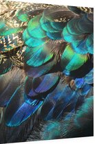 Kleurrijke veren van een blauwe pauw - Foto op Dibond - 60 x 80 cm
