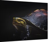Schildpad op zwarte achtergrond - Foto op Dibond - 80 x 60 cm