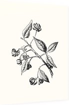 Kardinaalsmuts zwart-wit (Spindle Tree) - Foto op Dibond - 30 x 40 cm