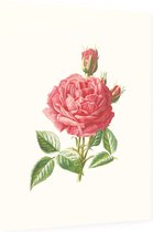 Tuinroos (Garden Rose) - Foto op Dibond - 30 x 40 cm