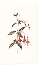 Bellenplant (Fuchsia White) - Foto op Dibond - 60 x 90 cm