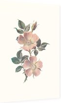 Roos (Rose) - Foto op Dibond - 60 x 90 cm