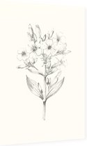Zeepkruid zwart-wit Schets (Soapwort) - Foto op Dibond - 60 x 90 cm